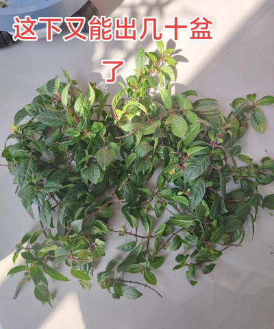 家庭养花用生根粉