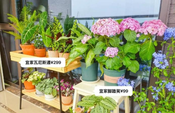 家庭养花用生根粉