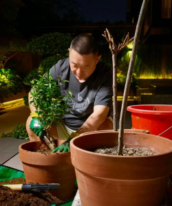 家庭养花用生根粉