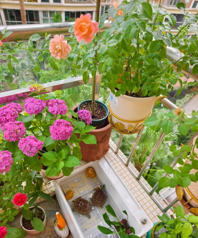 家庭养花用生根粉