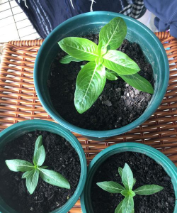 家庭养花用生根粉