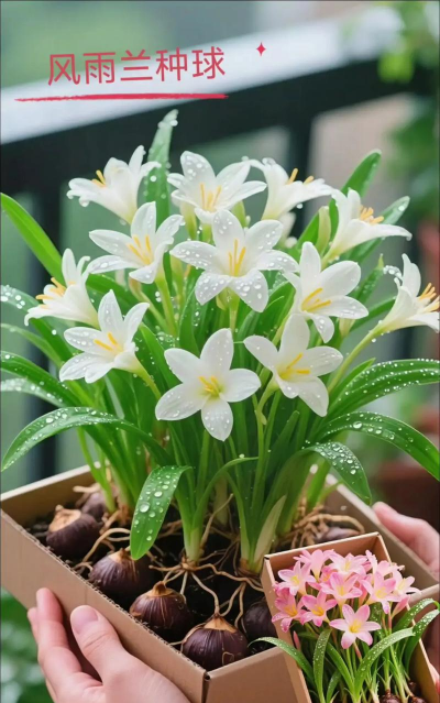 家庭养花用生根粉