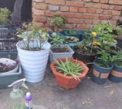 家庭养花用生根粉