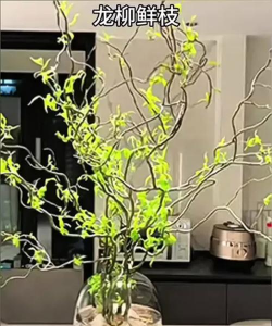 柳树枝垫花盆养花