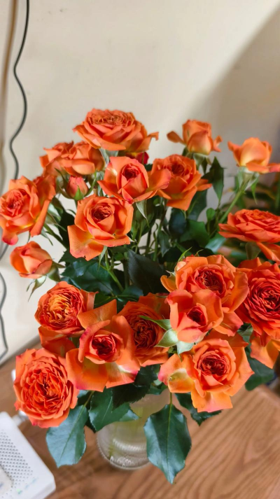 多头玫瑰脉动养花