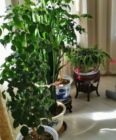 无土栽培技术，突破土壤限制，开启高效种植新篇章