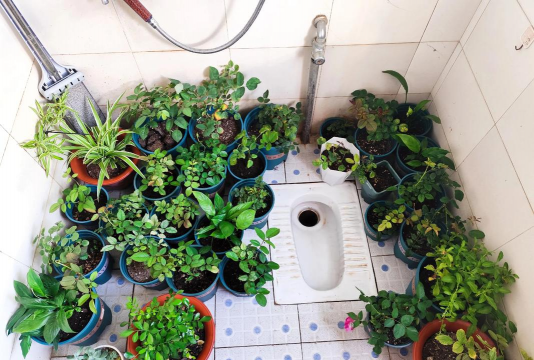 家庭养花用生根粉