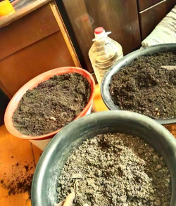 家庭养花用生根粉