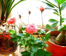 家庭养花用生根粉