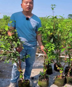 嘉宝果冬天如何越冬