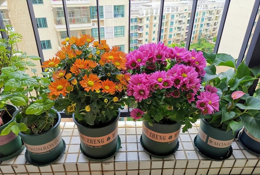 家庭养花用生根粉