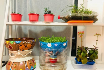 家庭养花用生根粉