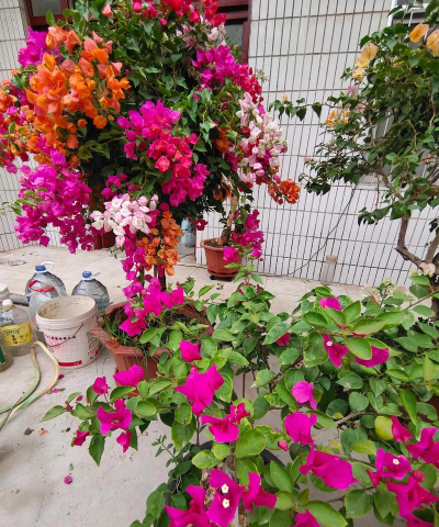 独自在泰国养花