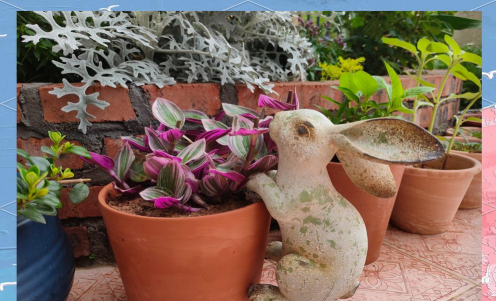 家庭养花用生根粉