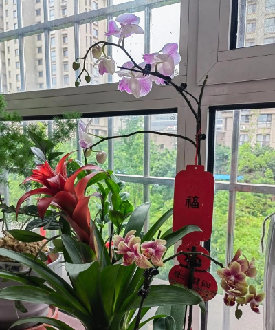 家庭养花用生根粉