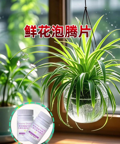 家庭养花用生根粉