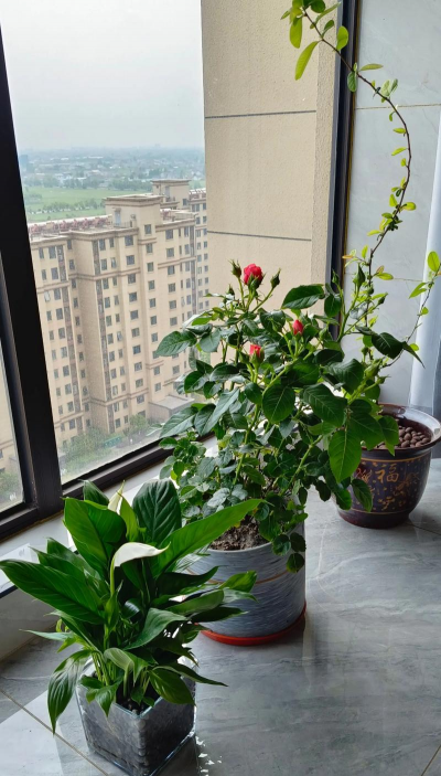 家庭养花用生根粉