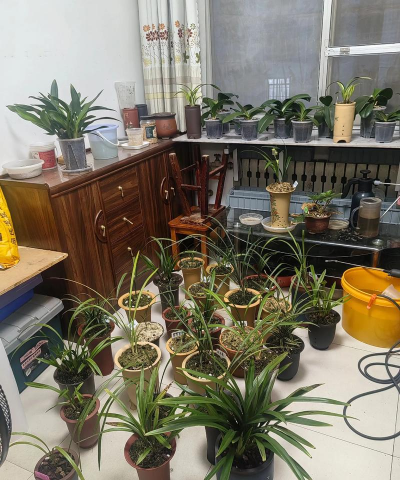 家庭养花用生根粉