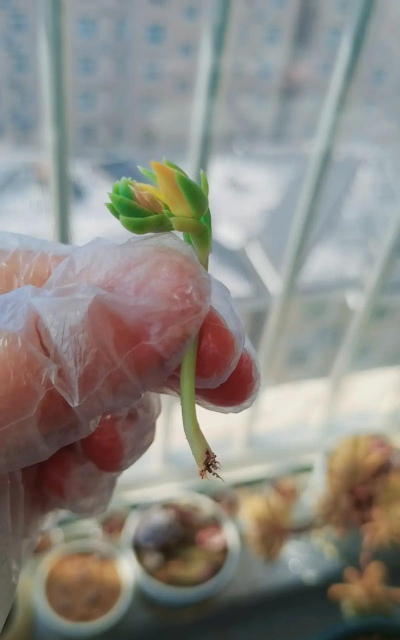 家庭养花用生根粉