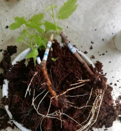 家庭养花用生根粉