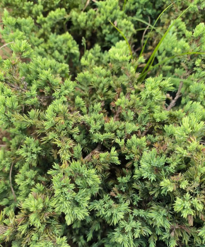 铺地柏是什么科