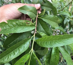 山桃叶子是什么形状