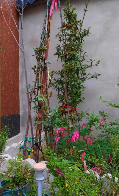 家庭养花用生根粉