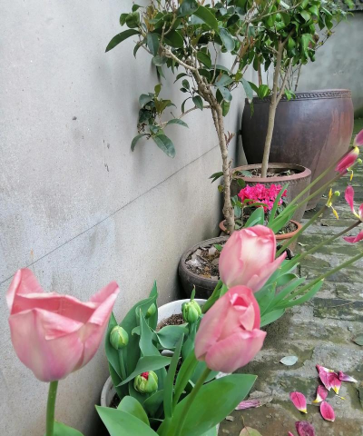 家庭养花用生根粉