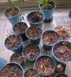 家庭养花用生根粉