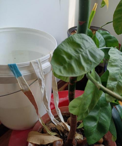 家庭养花用生根粉