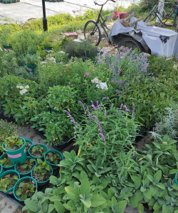 家庭养花用生根粉