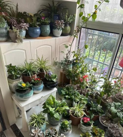 家庭养花用生根粉