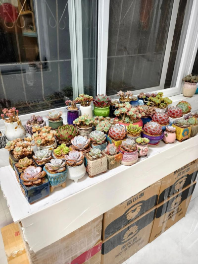 家庭养花用生根粉