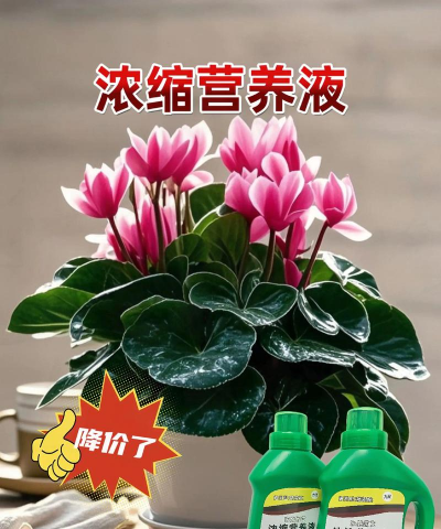 家庭养花用生根粉