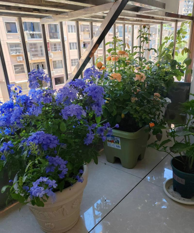 家庭养花用生根粉