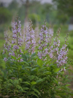 白鲜是什么花序