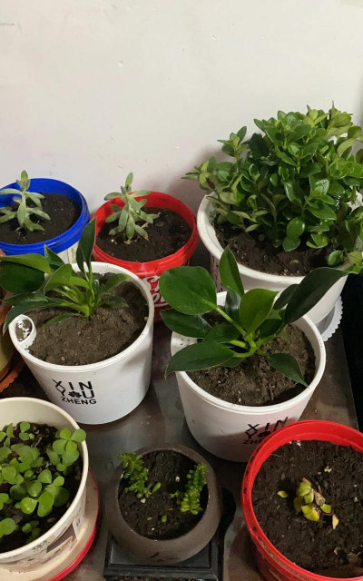 家庭养花用生根粉