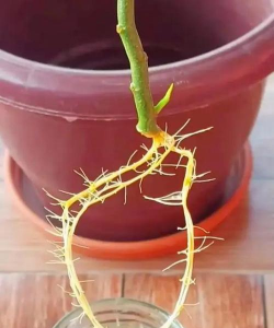 家庭养花用生根粉