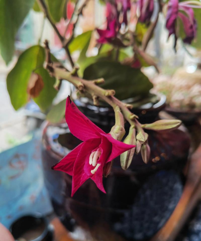 家庭养花用生根粉