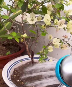 家庭养花用生根粉