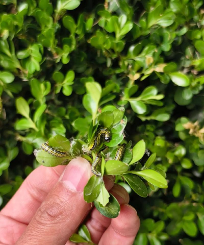 黄杨绢野螟防治