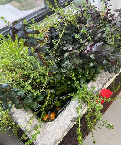 家庭养花用生根粉