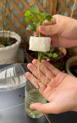 家庭养花用生根粉