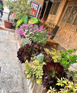 家庭养花用生根粉