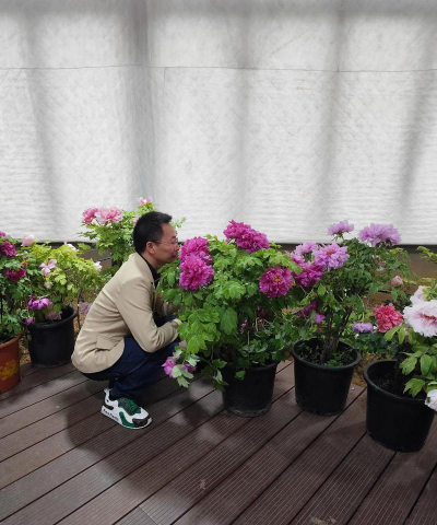 家庭养花用生根粉