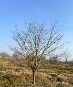 日本早樱什么科