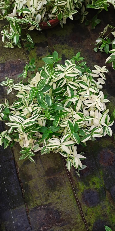 养花白玉吊兰