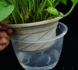 家庭养花用生根粉