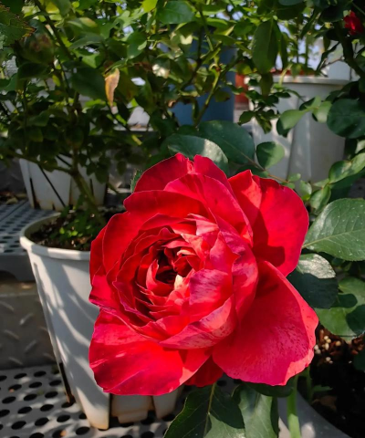 养花假红色豆豆