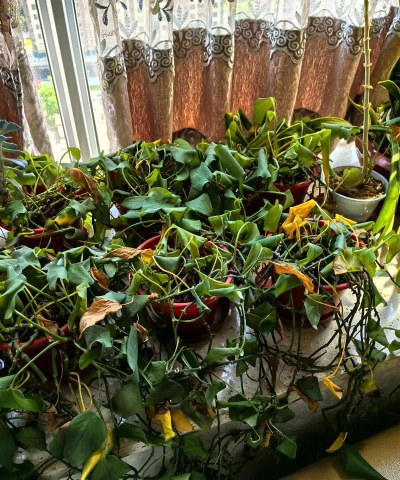 家庭养花用生根粉